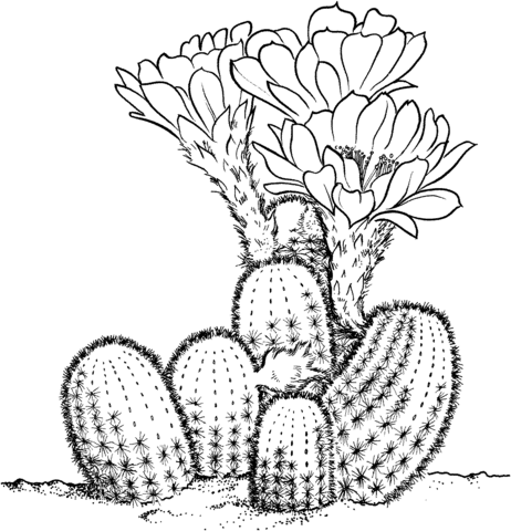 Lobivia Famatimensis Cactus Coloring Page